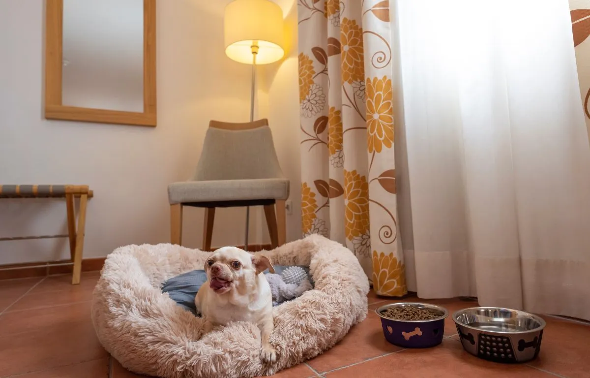 Hoteles que admiten mascotas en Tenerife sur